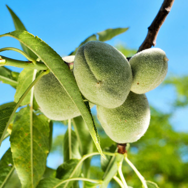 اللوز الاخضر من ثمار الربيع اللذيذة والمفيدة