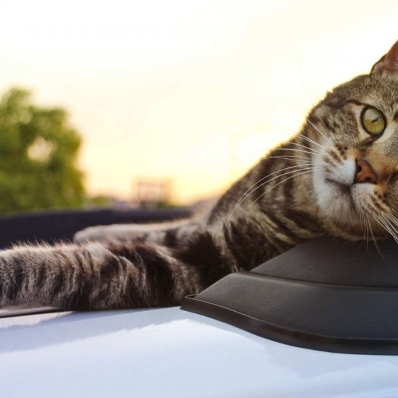 بالفيديو: تارا رمز الشجاعة في أميركا... لن تصدّق ما فعلته