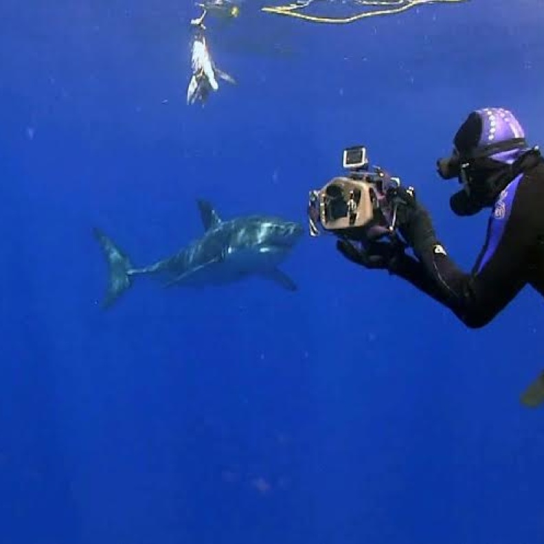 مغامر يلتقط صورة سيلفي مع الفك المفترس