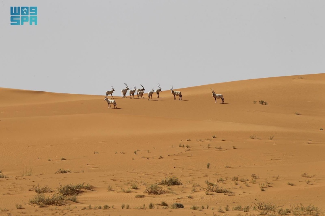  تجربة فاتنة تنتظر زوار محمية عروق بني معارض 