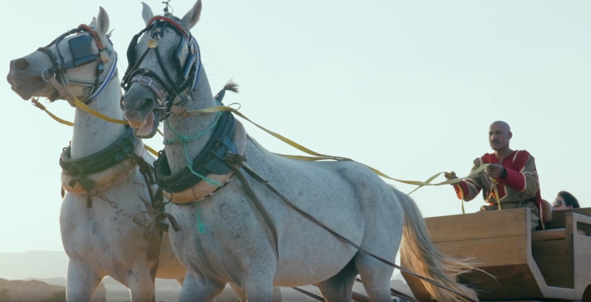  جولة ممتعة على عربات الخيل في الحِجر 