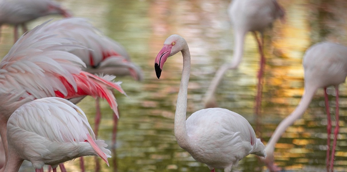  طيور الفلامنجو تزين رياض زوو وتضيف بهجة غير عادية للتجربة. 