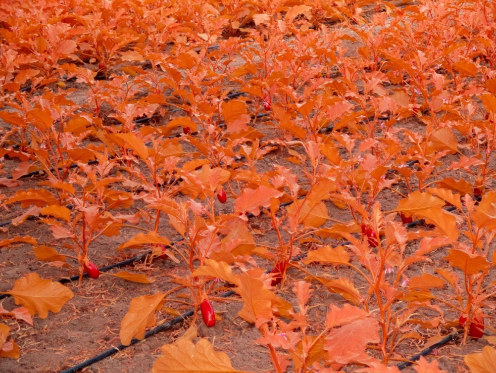  عمل الوادي المقدّس يعيد قراءة العلاقة بين الإنسان والأرض برؤية معاصرة تنبض بالإحساس والانتماء. 
