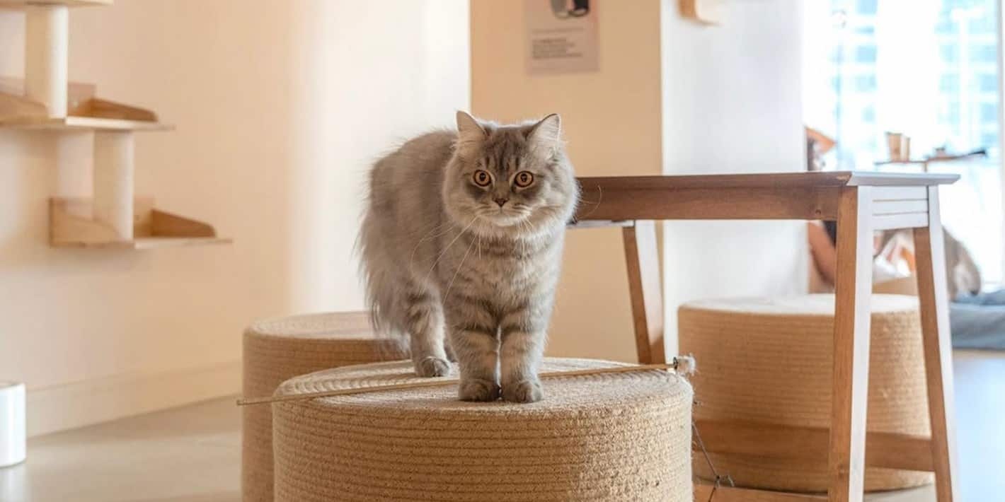  مقهى القطط مياوتربوليس. 