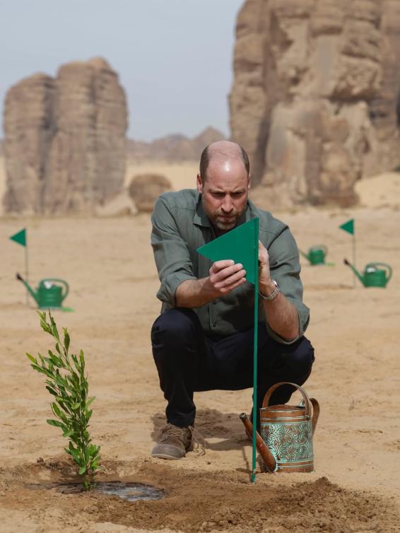  الأمير ويليام يغرس فسيلة في أرض الحضارات والتاريخ في محمية شرعان الطبيعية. 