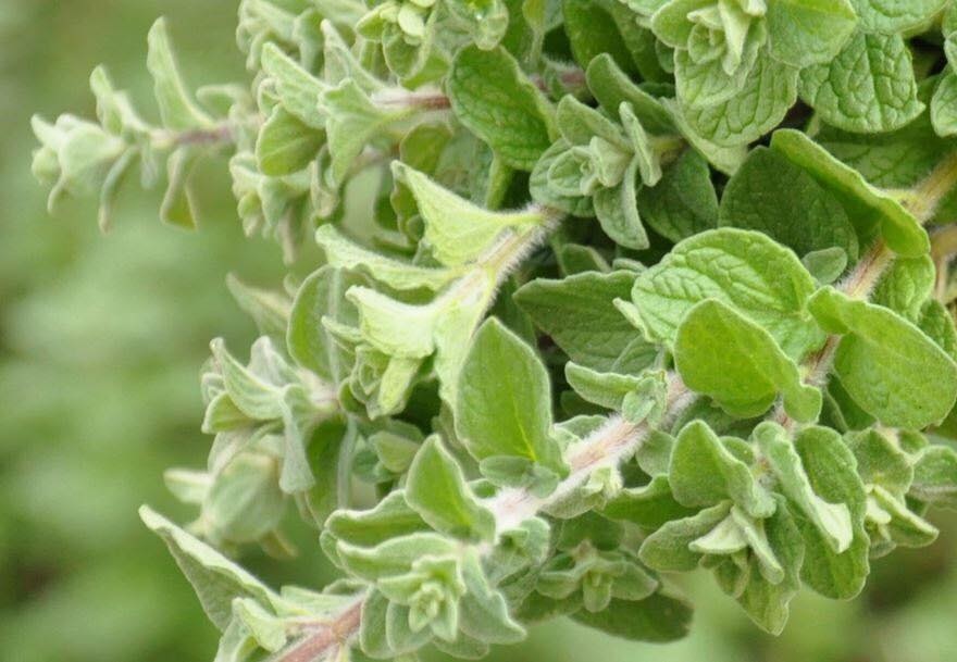 اضرار الميرميّة على الاطفال مجلة هي