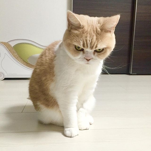 marugaodesuyo