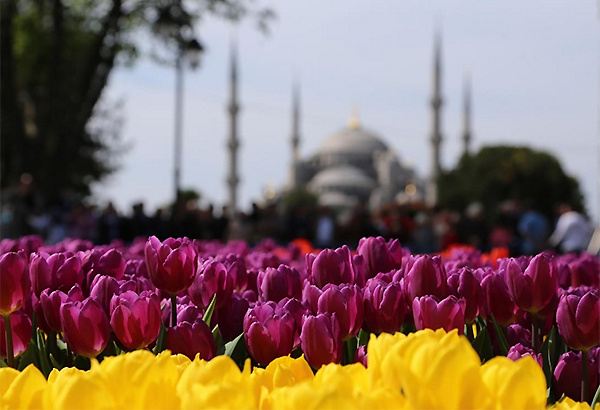 نظرة على مهرجان التوليب في اسطنبول 2016