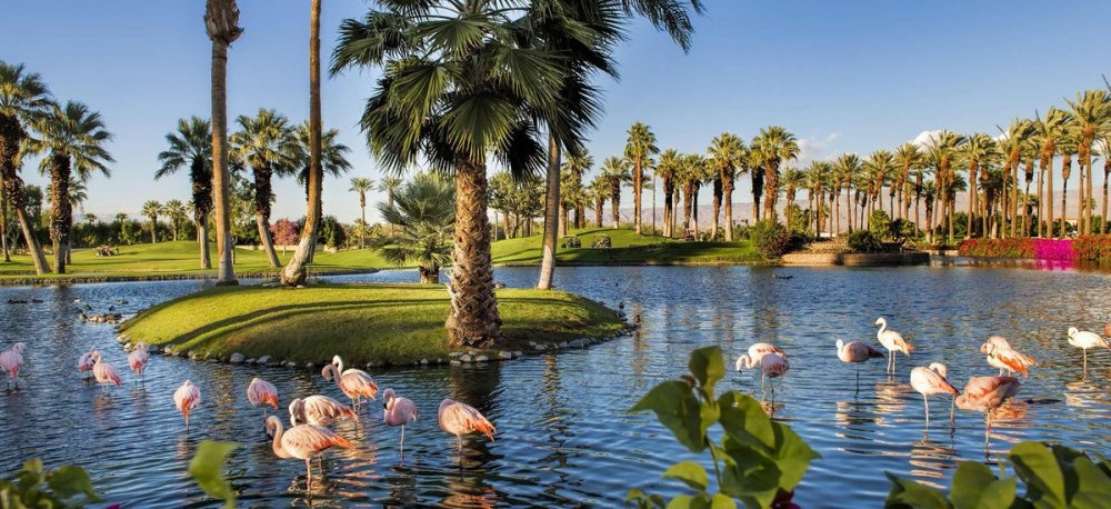 منتجع و سبا JW Marriott Desert Springs – أنواع الطيور