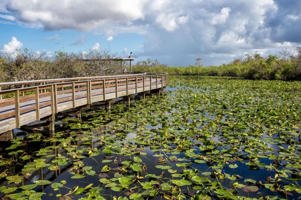 من منتزه Everglades