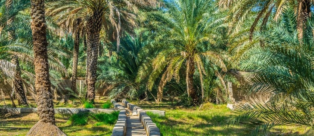 اللون الأخضر يكسو واحة الذيد - المصدر @farihanenew.