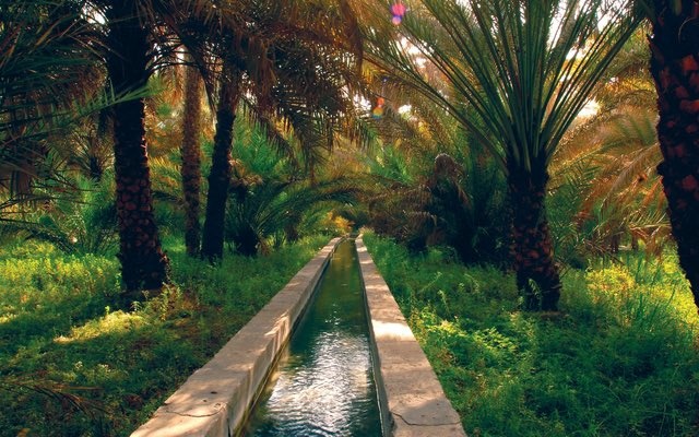 جنة خضراء على أرض الشارقة - المصدر @farihanenew.