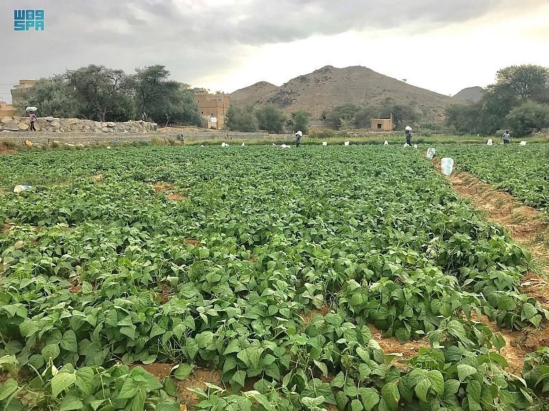 أجواء الطبيعة البكر في وادي العرين - المصدر واس