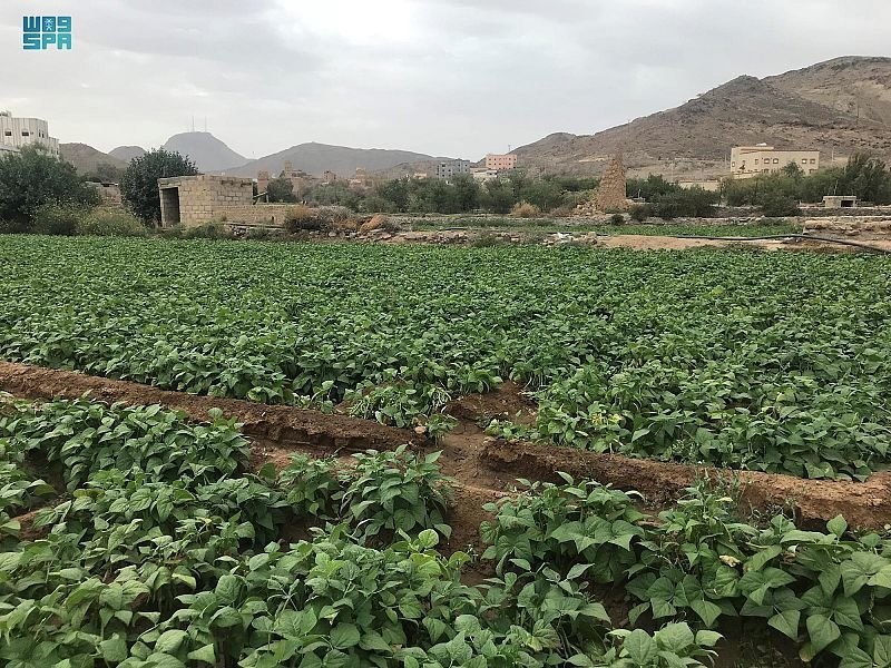 سحر الطبيعة في وادي العرين - المصدر وكالة الأنباء السعودية.