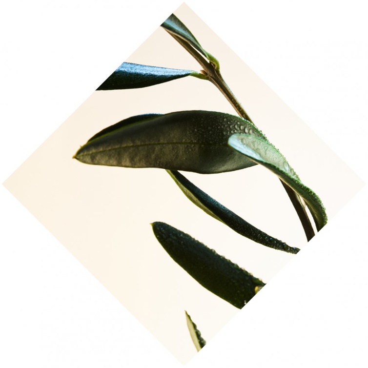 من مكونات العطر