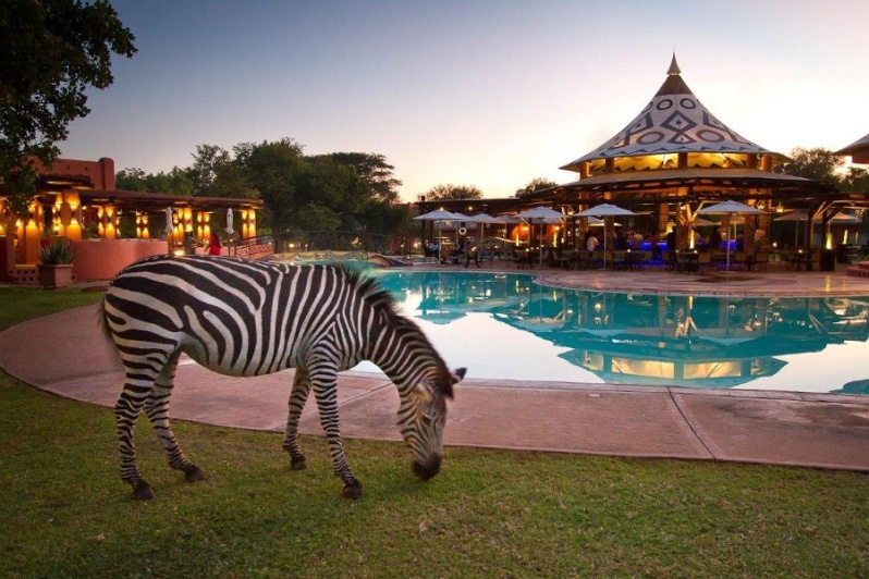 منتجع شلالات Avani Victoria – إطلالة حوض السباحة Avani Victoria Falls Resort - Pool View